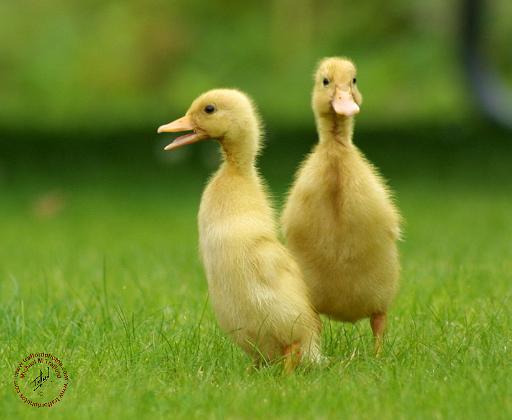 Indian Runner Ducklings 9W029D-024.JPG